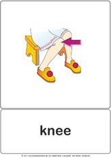 Bildkarte - knee.pdf